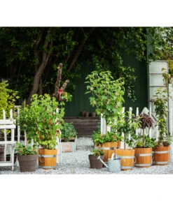 Küferei Kardos Robinienkübel, Rund -Gartenbedarf Geschäft 1709096 1709401 1709443 1709732 1709807 1710037 WE MO 002 Robinienkuebelrund