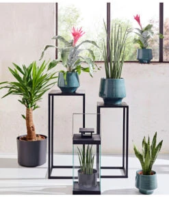 Bogenhanf - Sansevieria Cylindrica 'Mikado' 11 Bogenhanf - Sansevieria Cylindrica 'Mikado' -Gartenbedarf Geschäft 20180515 PR MO 001 AechmeaSansevieriaBL15