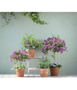 Kreuzblume, Stämmchen -Gartenbedarf Geschäft 20190418 PR MO 01 KuebelpflanzenPolygalaEucalyptus GC05 01