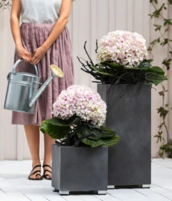 Bauern-Hortensie 'Avantgarde', Blau 7 Bauern-Hortensie 'Avantgarde', Blau -Gartenbedarf Geschäft 20210415 7220155 WE MO 001 HortensieAvantgarde BL08 2022 04