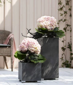 Bauern-Hortensie 'Avantgarde' -Gartenbedarf Geschäft 20210415 WE MO 001 HortensieAvantgarde BL08 2022 01