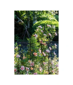 Dehner Premium Obelisk Odin -Gartenbedarf Geschäft 2480069 2480093 2480119 WE MO 009 DehnerPremiumObeliskOdinRankhilfe