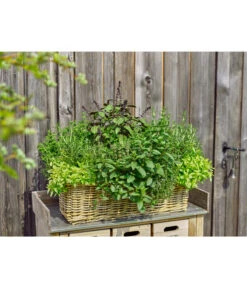 Van Der Leeden Rattan-Pflanzkasten, Graubraun -Gartenbedarf Geschäft 3692761 3692548 3692506 WE MO 005 RattanPflanzkastenbraun