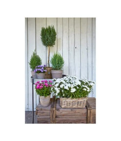 Van Der Leeden Rattan-Pflanzkasten, Graubraun -Gartenbedarf Geschäft 3692761 3692548 3692506 WE MO 006 RattanPflanzkastenbraunBlumenkasten