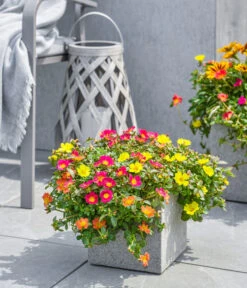 Dehner Polystone-Topf Sydney, Quadratisch, Grau -Gartenbedarf Geschäft 3920998 3921004 4261632 WE MO 002 DehnerPolystoneTopfSydneyquadratischgrau