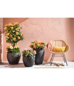 Zimmerhibiskus - Hibiscus Rosa-sinensis, Verschiedene Sorten -Gartenbedarf Geschäft 4319398 PR MO 001 KunststoffTopfSchwarz