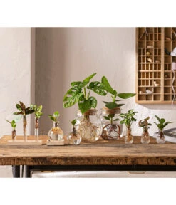 Waterplant Balsamapfel Im Kugelglas - Clusia Rosea 'Princess', Mit LED 8 Waterplant Balsamapfel Im Kugelglas - Clusia Rosea 'Princess', Mit LED -Gartenbedarf Geschäft 6125066 WE MO 001 WaterPlants