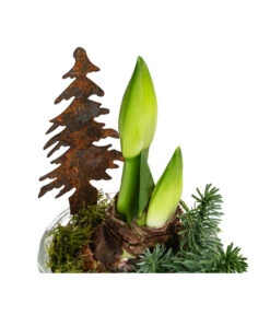 Gartenbedarf Geschäft -Gartenbedarf Geschäft 6262398 WE DE 002 GlastopfAmaryllisT14