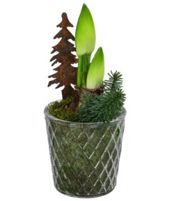 Gartenbedarf Geschäft 26 Amaryllis Im Glastopf, Ca. Ø14 Cm