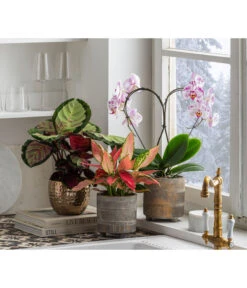 Dehner Beton-Übertopf Nola, Rund, Grau-kupfer -Gartenbedarf Geschäft 6732499 6732929 6784912 WE MO 001 TopfNolaGold