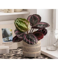 Dehner Beton-Übertopf Nola, Rund, Grau-kupfer -Gartenbedarf Geschäft 6732499 WE MO 004 TopfNolaGold