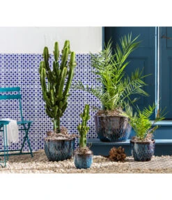 Gartenbedarf Geschäft -Gartenbedarf Geschäft 6762538 8649625 8608705 WE MO 001 KeramikTopfRawa Wolfsmilch Dattelpalme