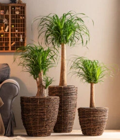 Dehner Holz-Korb Akira, Rund, Braun -Gartenbedarf Geschäft 6788533 6788400 6788442 6788426 WE MO 001 TopfAkiraBraun