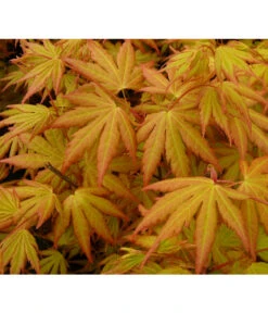 Fächerahorn 'Orange Dream' -Gartenbedarf Geschäft 7007016 WE DE 002 AcerAhornOrangeDreamAllgreen