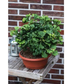 Ginkgobaum - Fächerblattbaum 'Marijke' -Gartenbedarf Geschäft 7196082 PR MO 001 GinkgoBilobaMarijke