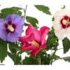 Hibiskus-Trio - Garten-Eibisch -Gartenbedarf Geschäft 7213630 WE DE 001 HibiscusTrioGartenhibiskusDreifarbig
