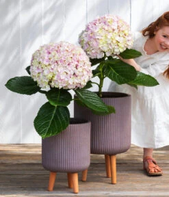 Bauern-Hortensie 'Avantgarde' -Gartenbedarf Geschäft 7220148 WE MO 001 HortensieAvantgard5L