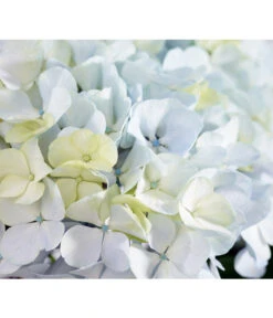 Bauern-Hortensie 'Avantgarde', Blau