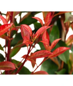 Purpur-Glanzmispel 'Glanzkopf', Ca. 170 Cm -Gartenbedarf Geschäft 7305329 WE DE 002 PhotinaXfraseriPupurGlazmispel