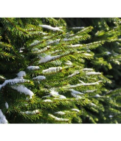 Serbische Fichte, Ca. 70-80 Cm, Im Topf Gewachsen -Gartenbedarf Geschäft 7315864 WE MO 001 PiceaOmorika Pixabay