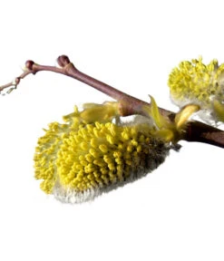 Kätzchen-Weide - Nordische Bäumchen-Weide -Gartenbedarf Geschäft 7464571 BildD 001 KaetzchenWeideNordischeBaeumchenWeideSalixArbusculaSt