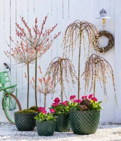 Dehner Keramik-Topf Elite -Gartenbedarf Geschäft 7464738 8816498 6705461 WE MO 001 KaetzchenweideStaengelprimelTopfElite