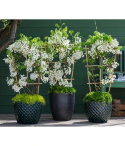 Dehner Keramik-Topf Elite -Gartenbedarf Geschäft 7542905 8007429 6705461 WE MO 001 WisteriaWeiss