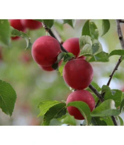 Gartenbedarf Geschäft 28 Aprikosen-Kirsche 'Aprikyra®'