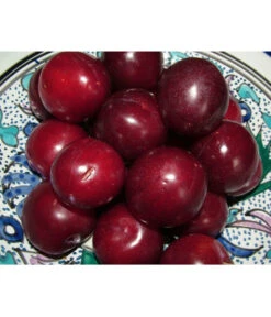 Gartenbedarf Geschäft -Gartenbedarf Geschäft 7600893 PR MO 001 AprikosenKirscheAprikyraPixabay