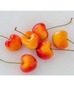 Kirschen-Duo 'Regina/Napoleon' 11 Kirschen-Duo 'Regina/Napoleon' -Gartenbedarf Geschäft 7657570 WE MO 001 SuesskirscheGrossePrinzessinPixabay