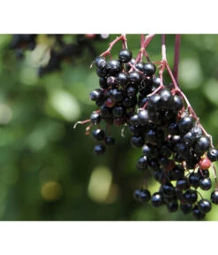 Holunder 'Black Tower' 7 Holunder 'Black Tower' -Gartenbedarf Geschäft 7662810 PR MO 002 HolunderBlackTower