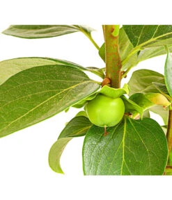 Dehner Kaki 'Rojo Brillante' - Kaki-Pflaume 'Rojo Brillante' -Gartenbedarf Geschäft 7693377 PR DE 001 KakiRojoBrillanteBUDehnerExpressHerzig