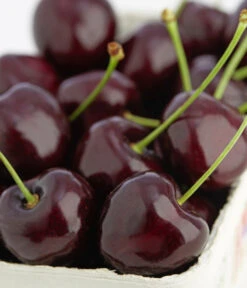 Süßkirschen-Duo 'Kordia/Burlat' -Gartenbedarf Geschäft 7703143 PR DE 001 KirscheKordiaDehnerExpressZS