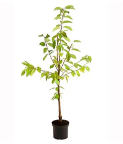 Süßkirschen-Duo 'Kordia/Burlat' -Gartenbedarf Geschäft 7703234 PR FS 001 KirschenDuoKordiaBurlat95LiterDehnerExpressHerzig