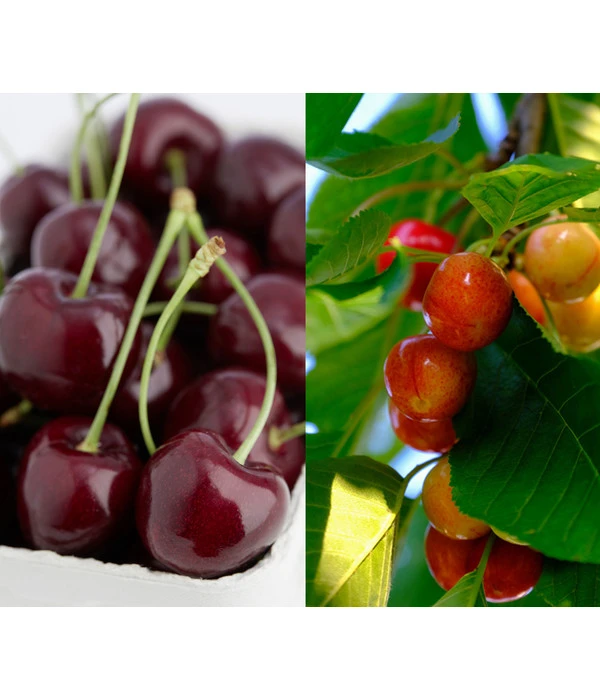 Kirschen-Duo 'Regina/Napoleon' 3 Kirschen-Duo 'Regina/Napoleon'