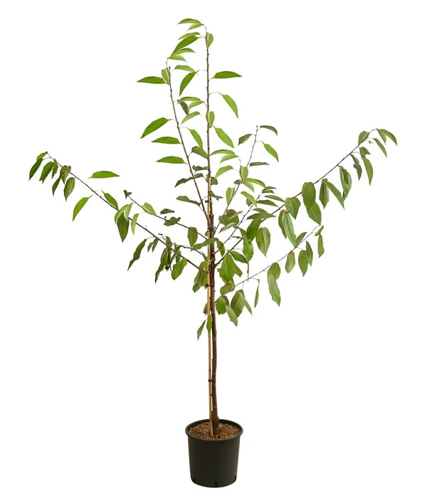 Kirschen-Duo 'Regina/Napoleon' 4 Kirschen-Duo 'Regina/Napoleon' – Bild 2