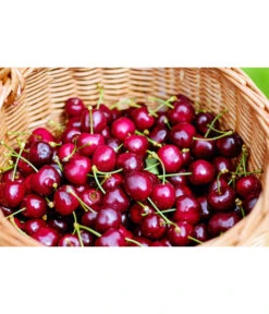 Kirschen-Duo 'Regina/Napoleon' 10 Kirschen-Duo 'Regina/Napoleon' -Gartenbedarf Geschäft 7738792 WE MO 001 KirschenDuoReginaNapoleon Pixabay