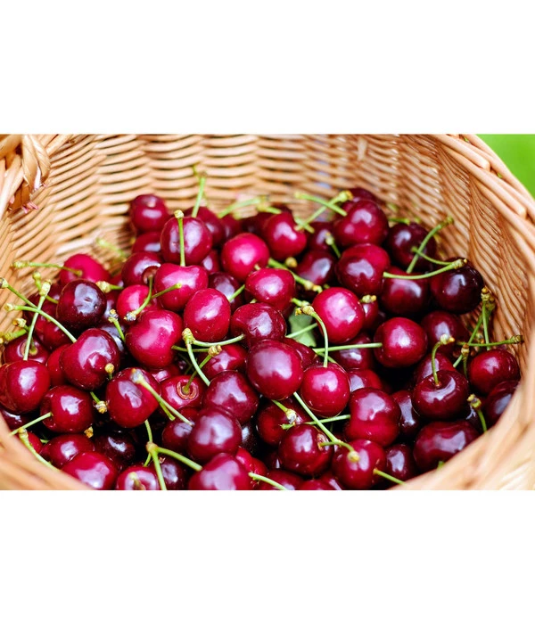 Kirschen-Duo 'Regina/Napoleon' 5 Kirschen-Duo 'Regina/Napoleon' – Bild 3