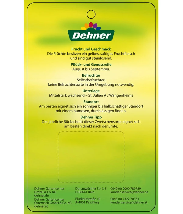 Zwetschge 'Kulinaria-Toptaste' 6 Zwetschge 'Kulinaria-Toptaste' – Bild 4