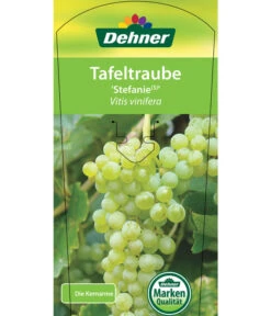 Tafeltraube 'Stefanie' 8 Tafeltraube 'Stefanie' -Gartenbedarf Geschäft 7773278 TafeltraubeStefanie Etikett 1
