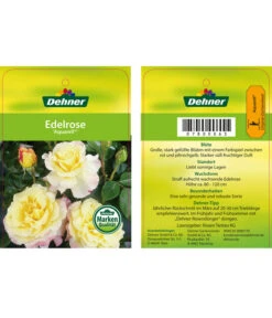 Edelrosen-Mix 'Nostalgie®' 27 Edelrosen-Mix 'Nostalgie®' -Gartenbedarf Geschäft 7800063 AquarellEdelrose Etikett1