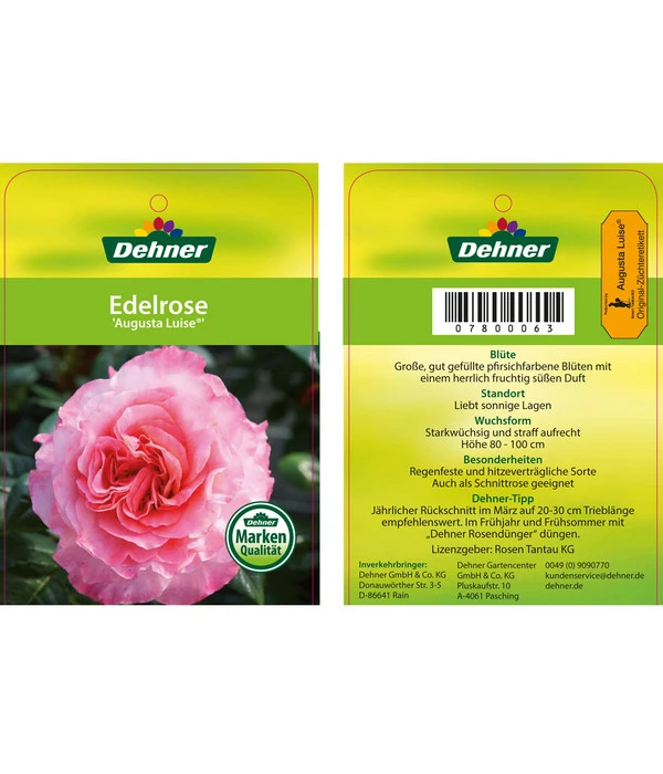 Edelrosen-Mix 'Nostalgie®' 14 Edelrosen-Mix 'Nostalgie®' – Bild 12