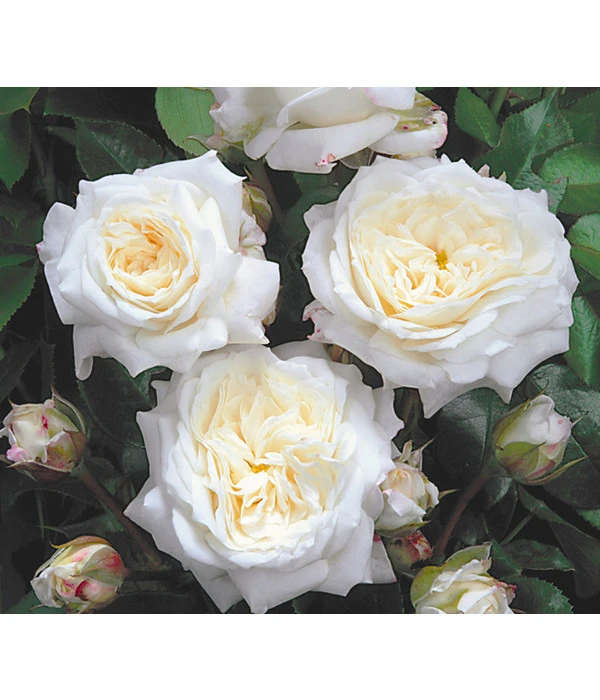 Edelrosen-Mix 'Nostalgie®' 5 Edelrosen-Mix 'Nostalgie®' – Bild 3