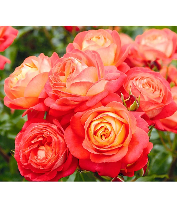 Edelrosen-Mix 'Nostalgie®' 6 Edelrosen-Mix 'Nostalgie®' – Bild 4