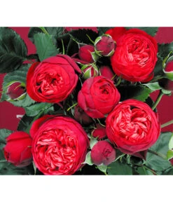 Edelrosen-Mix 'Nostalgie®' 22 Edelrosen-Mix 'Nostalgie®' -Gartenbedarf Geschäft 7800063 BildD 007 EdelrosenNostalgieMixNostalgieRosenTantauRet