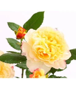 Edelrosen-Mix 'Nostalgie®' 25 Edelrosen-Mix 'Nostalgie®' -Gartenbedarf Geschäft 7800063 PR DE 001 NostalgieRosen6LiterEdelroseAquarellDehnerExpressHerzig