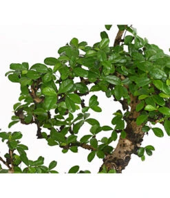 Bonsai Fukientee - Carmona Microphylla, 12-15 Jahre -Gartenbedarf Geschäft 7976996 WE DE 001 BonsaiFukienteeCarmonaMicrophyllaBis15JahreDehnerExpressHerzig2