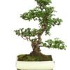 Bonsai Fukientee - Carmona Microphylla, 12-15 Jahre -Gartenbedarf Geschäft 7976996 WE FS 001 BonsaiFukienteeCarmonaMicrophyllaBis15JahreDehnerExpressHerzig3