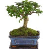 Bonsai Fukientee - Carmona Microphylla, Kugelförmig, 6 Jahre -Gartenbedarf Geschäft 7977036 WE FS 001 BonsaiFukienteeCarmonaMicrophylla6JahreKugelformDehnerExpressHerzig