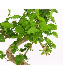 Bonsai Chinesischer Liguster - Ligustrum Sinensis, Anfänger-Set -Gartenbedarf Geschäft 7977069 WE DE 001 GeschenksetBonsaiChinesischerLigusterLigustrumSinensis6JahreDehnerExpressHerzig